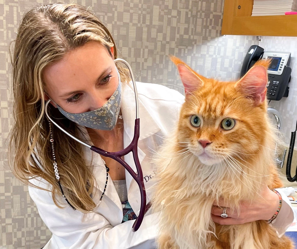 A Q&A with Made by Nacho's Veterinary Consultant