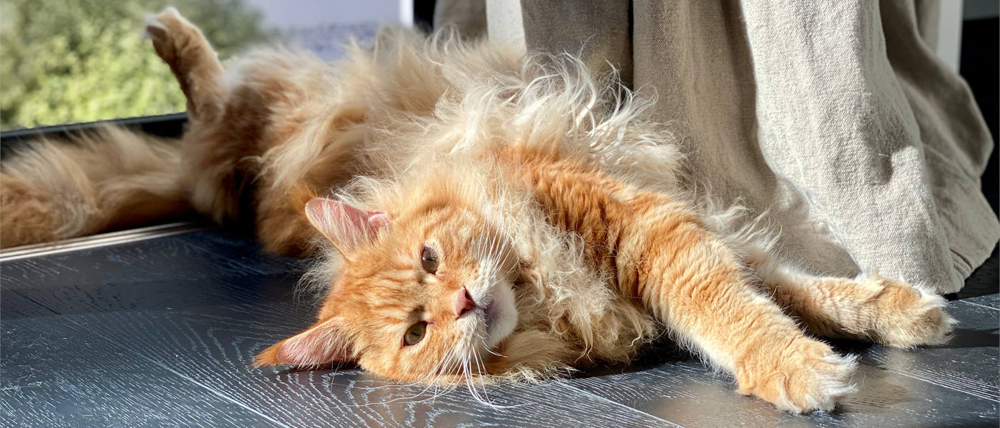 It’s a Cat Thing