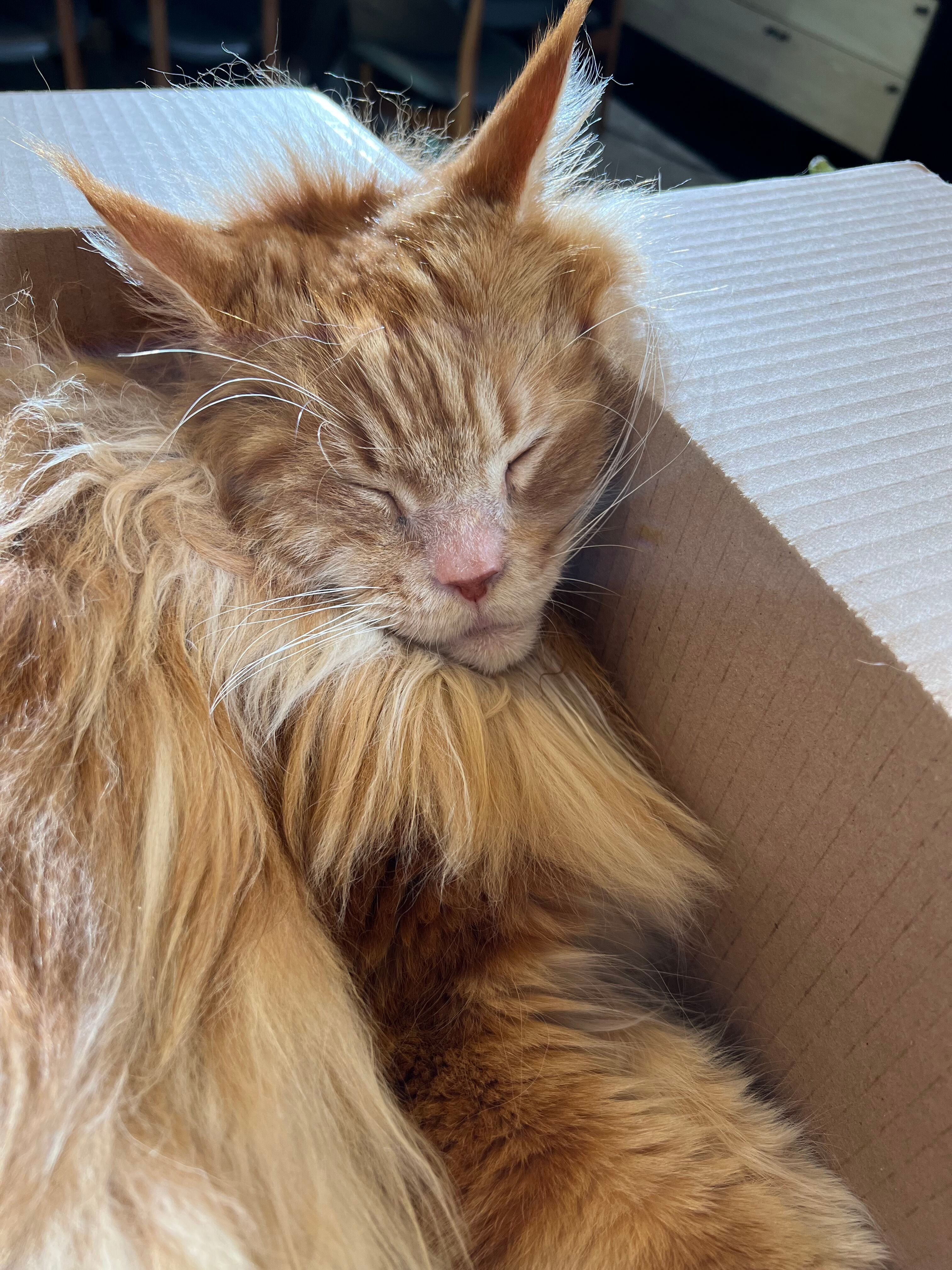 Catnip, catnap, bobby flay cat food, Nacho Flay