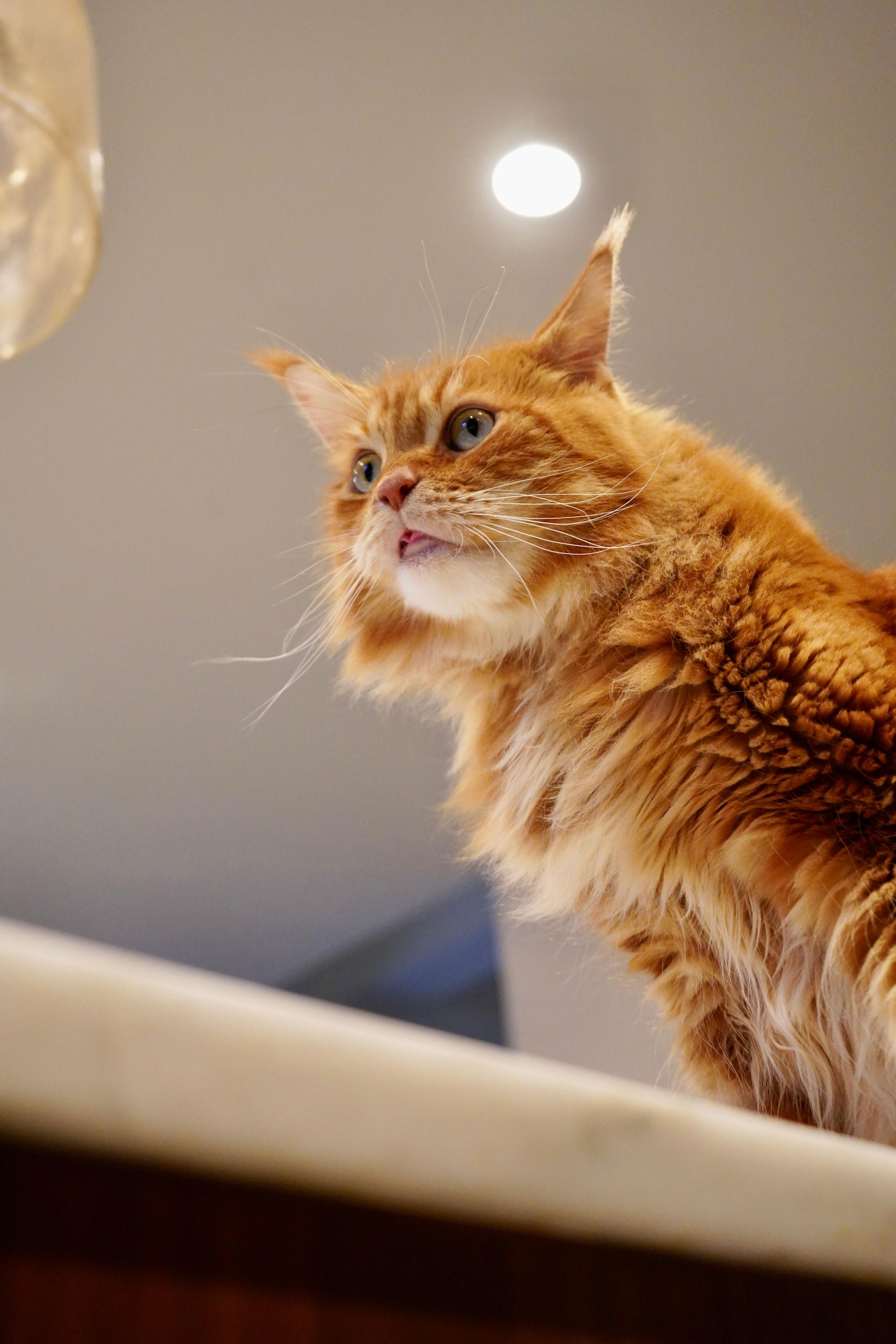 Can cats eat watermelon?