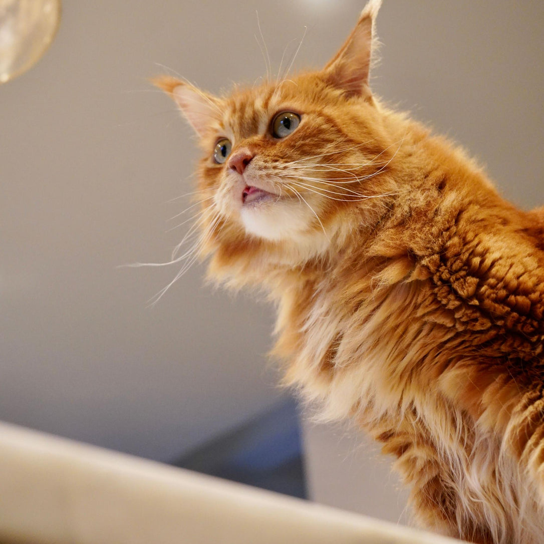 Can cats eat watermelon?