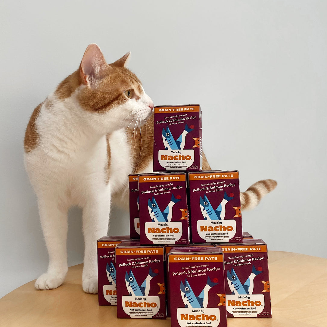 What’s the deal with Omega-3 and Omega-6 for cats?