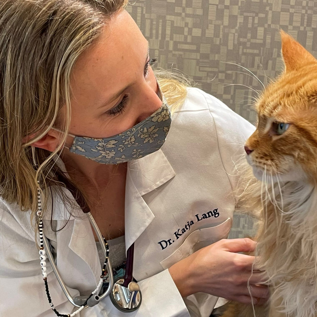 What to do before, during, and after your next vet visit