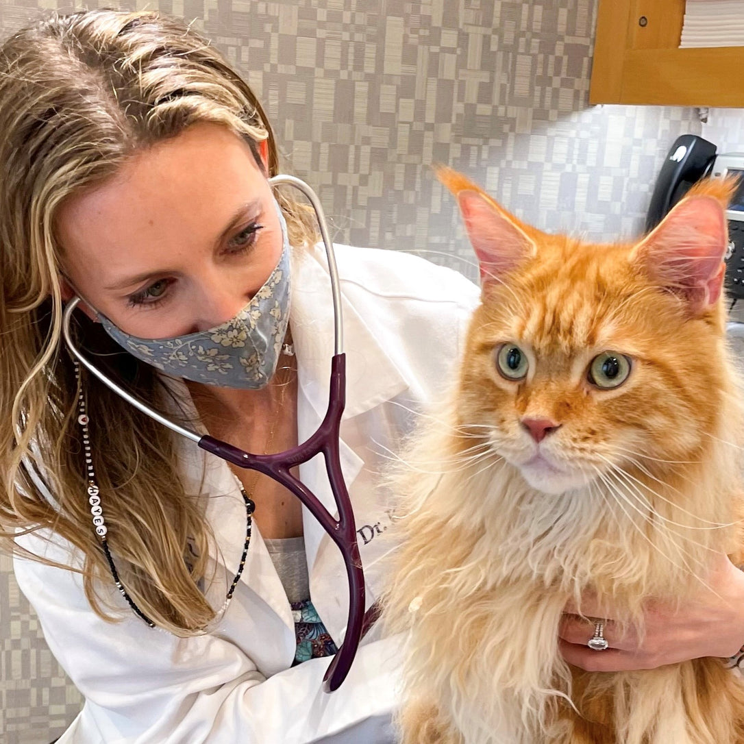 A Q&A with Made by Nacho's Veterinary Consultant