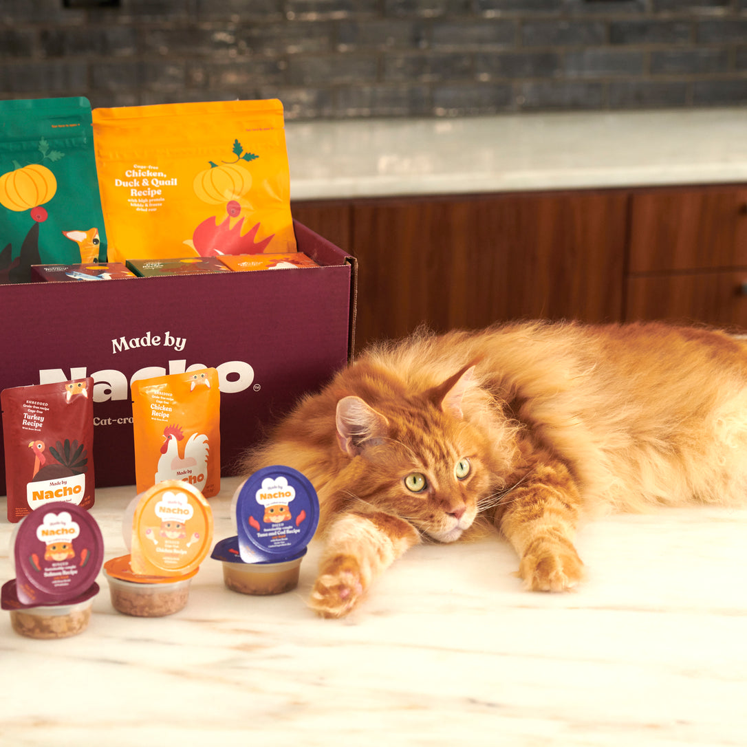 Nacho Flay with Made by Nacho Cat Food