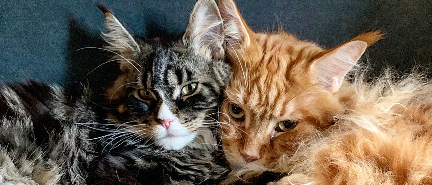 Nacho Flay and Stella Flay