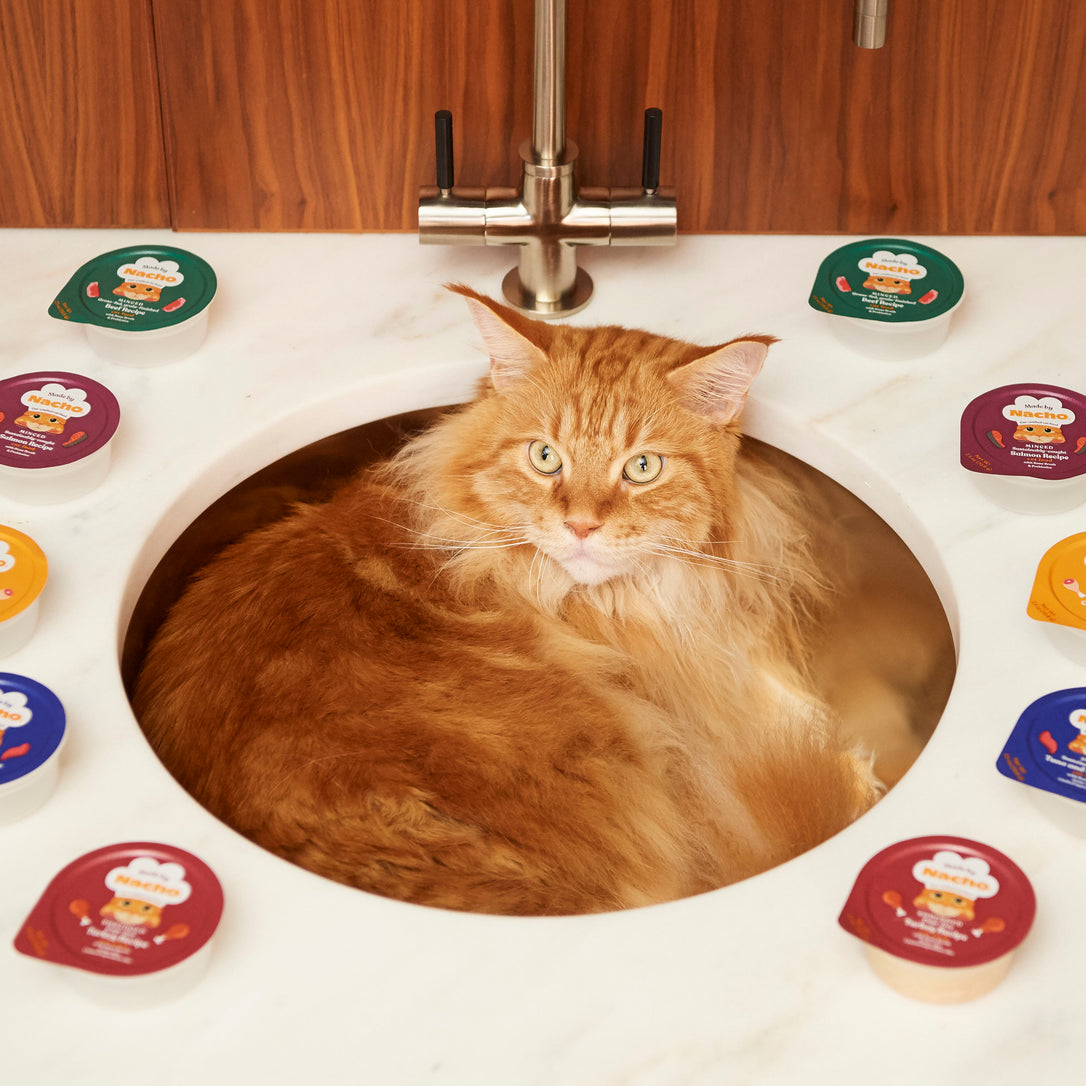 The Recipes Nacho’s Digging Into This Fall