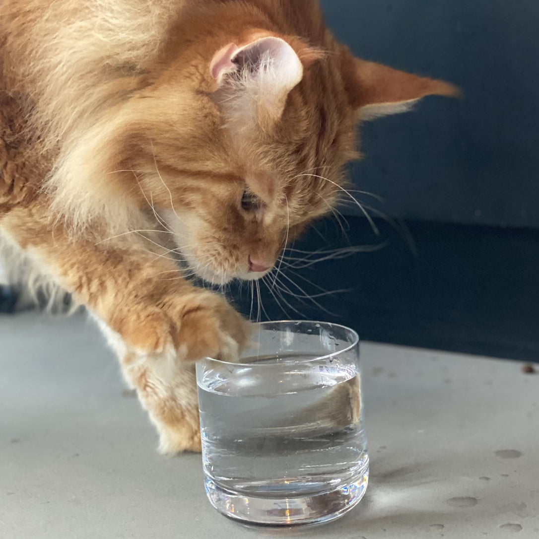 Nacho Flay staying hydrated