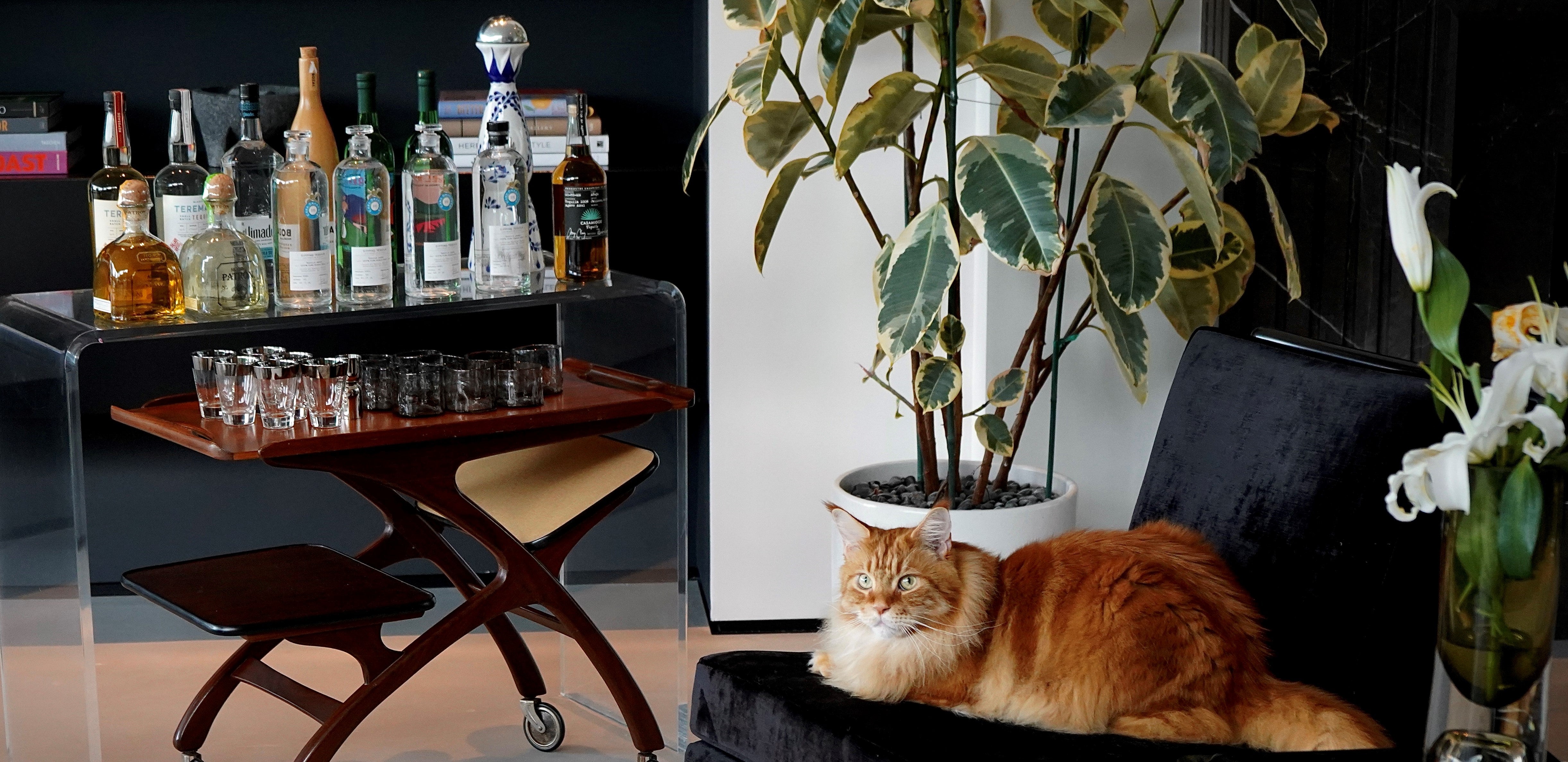 How to make Nacho’s Famous Catini (+ Dad’s Winter Chai Citrus Punch)