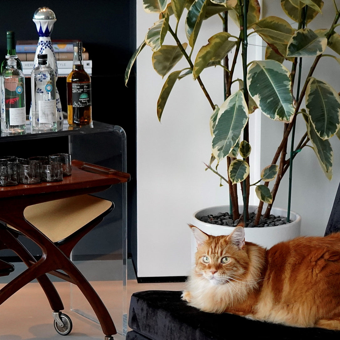 How to make Nacho’s Famous Catini (+ Dad’s Winter Chai Citrus Punch)