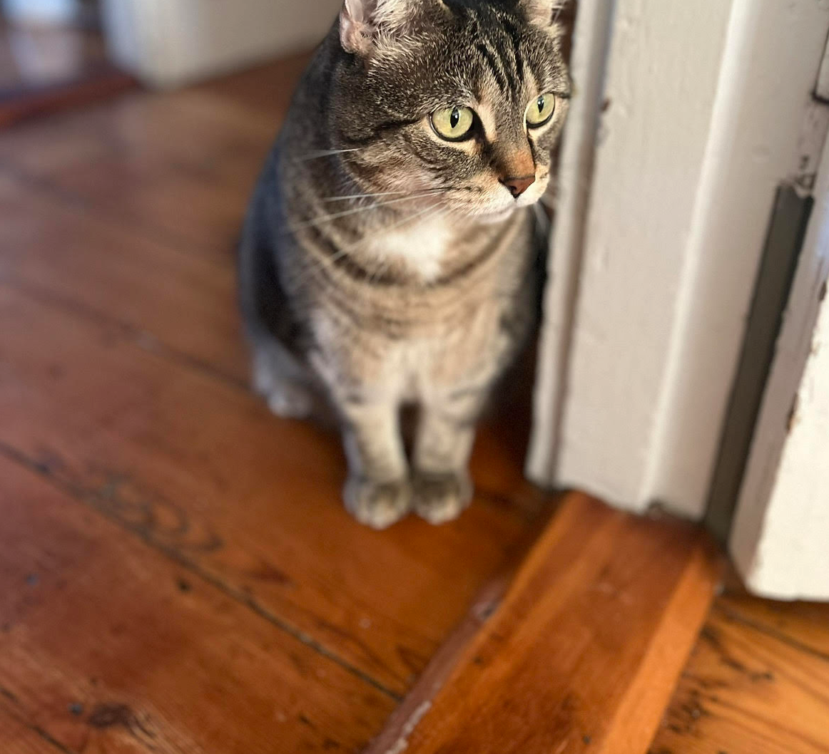 Cam, Part of #NachosCatPack