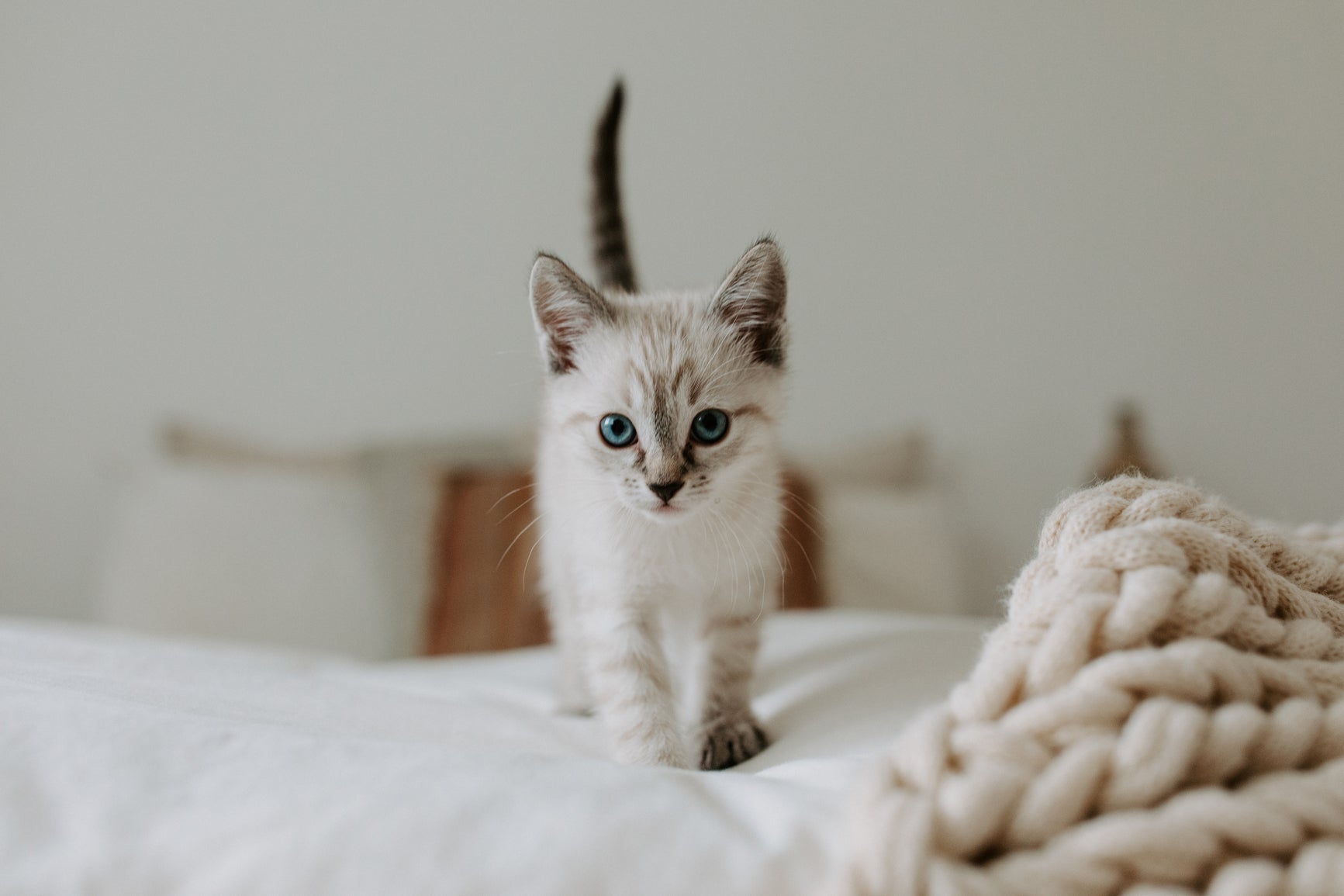 You brought home a kitten, now what?