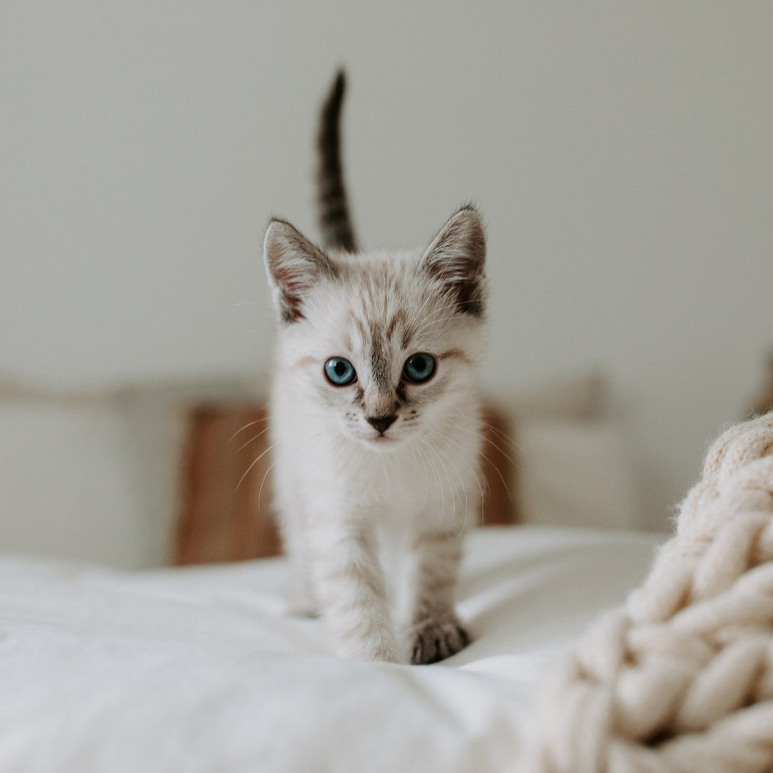 You brought home a kitten, now what?