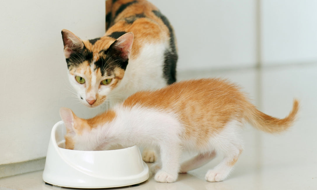 It's Kitten Food Season!