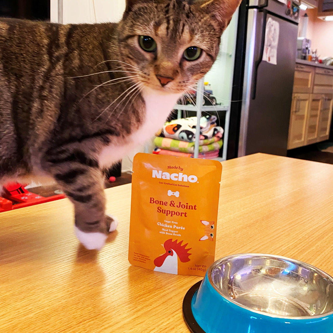 How to know when your cat needs functional nutrition