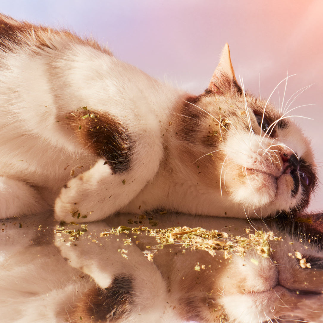 Ask a Vet: What’s the deal with catnip?