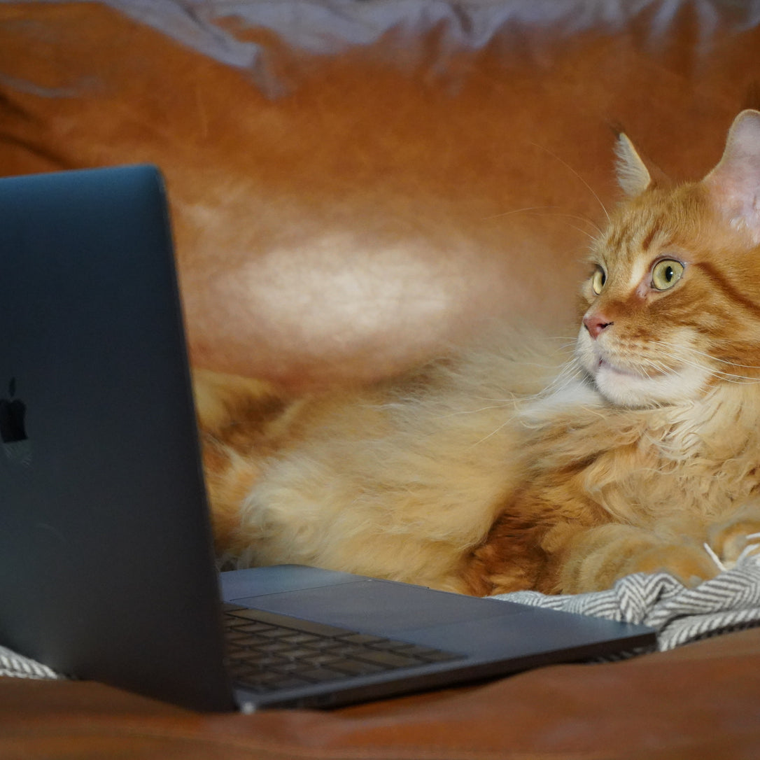 The internet’s most popular cat questions