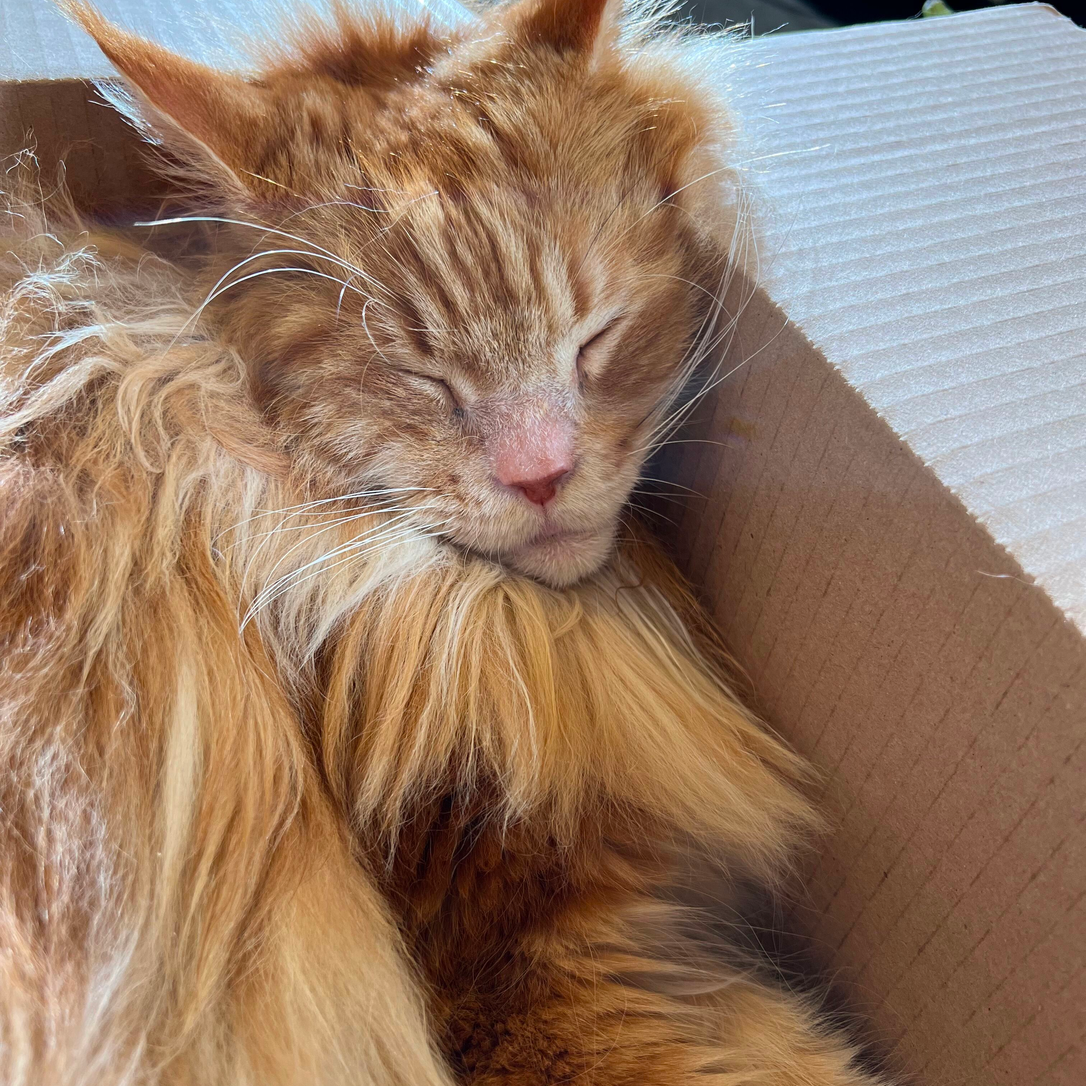 Catnip, catnap, bobby flay cat food, Nacho Flay