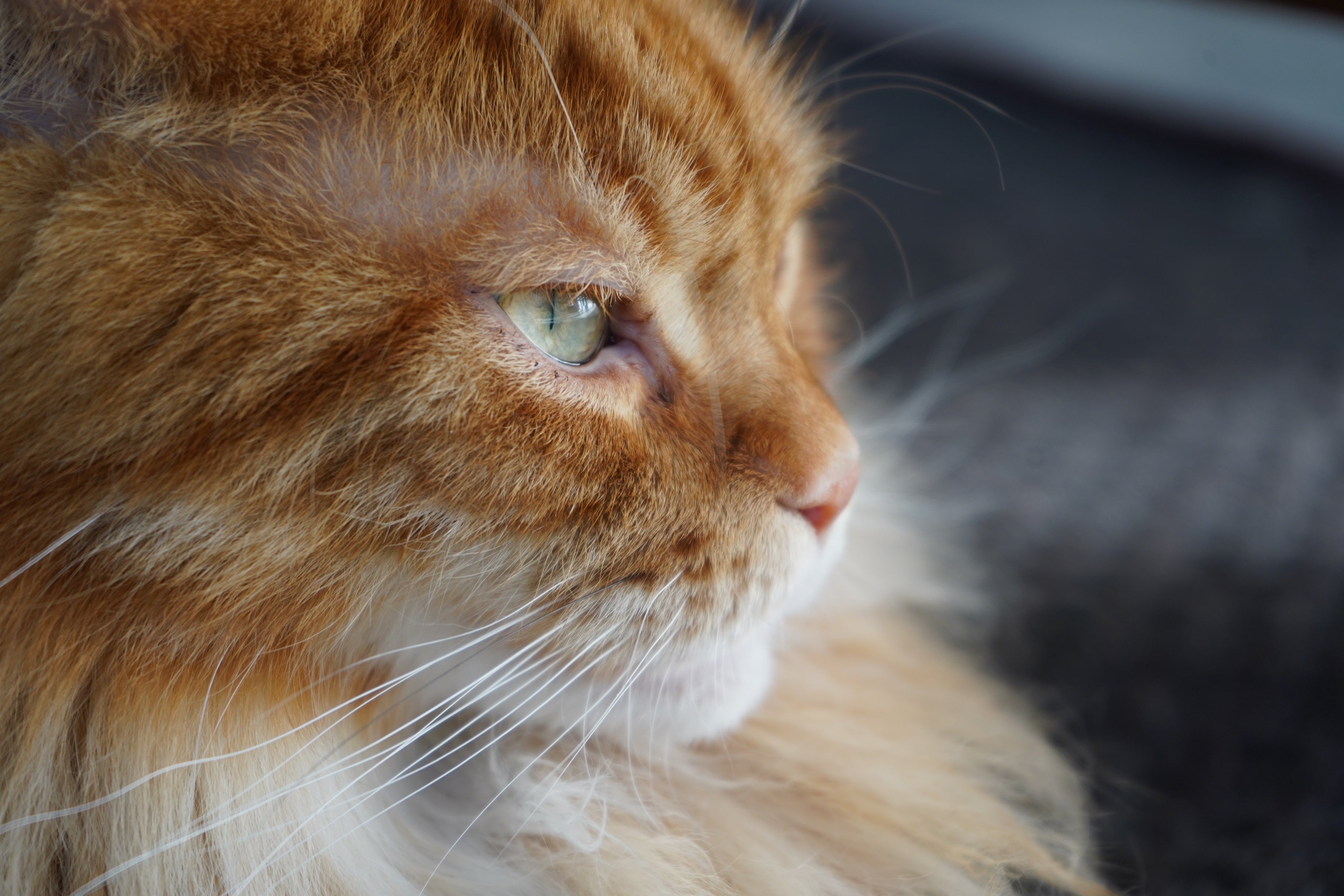 How to keep your cat happy: Advice from our resident vet