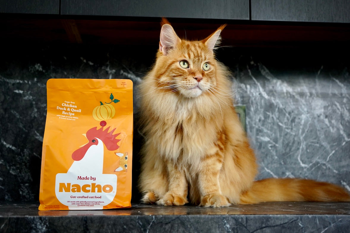 Finding the Purr-fect Protein for Your Cat