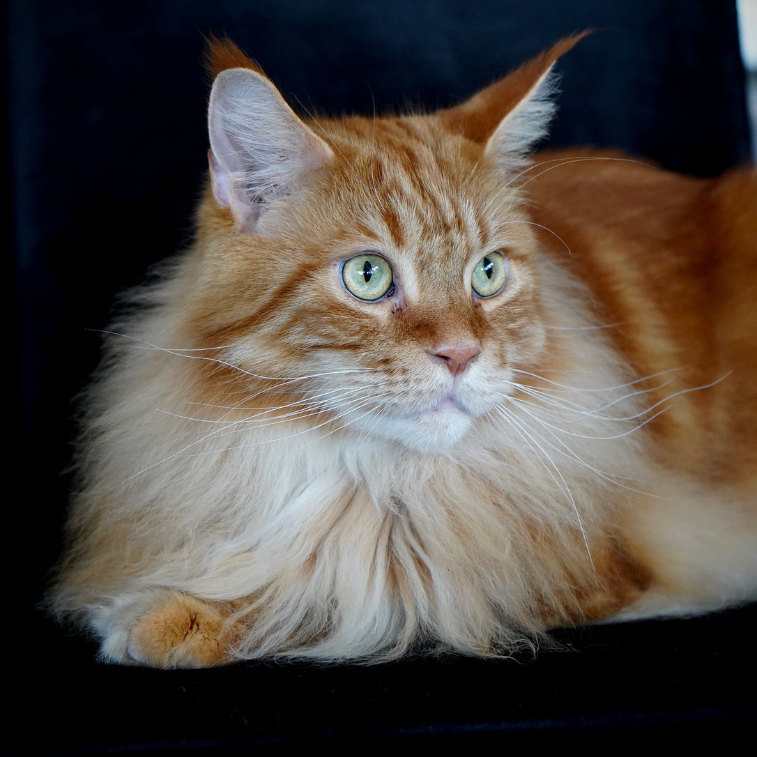 The Made by Nacho Ultimate Guide to Cat Adoption