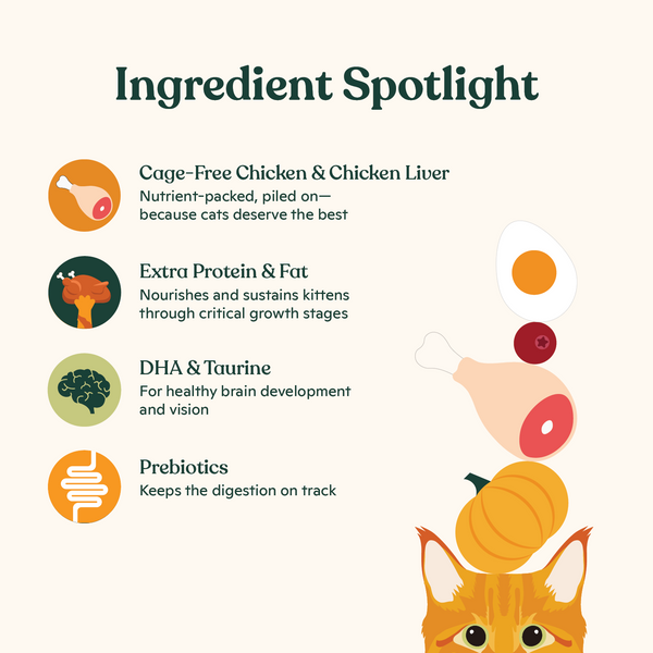 Minced Chicken for Kittens